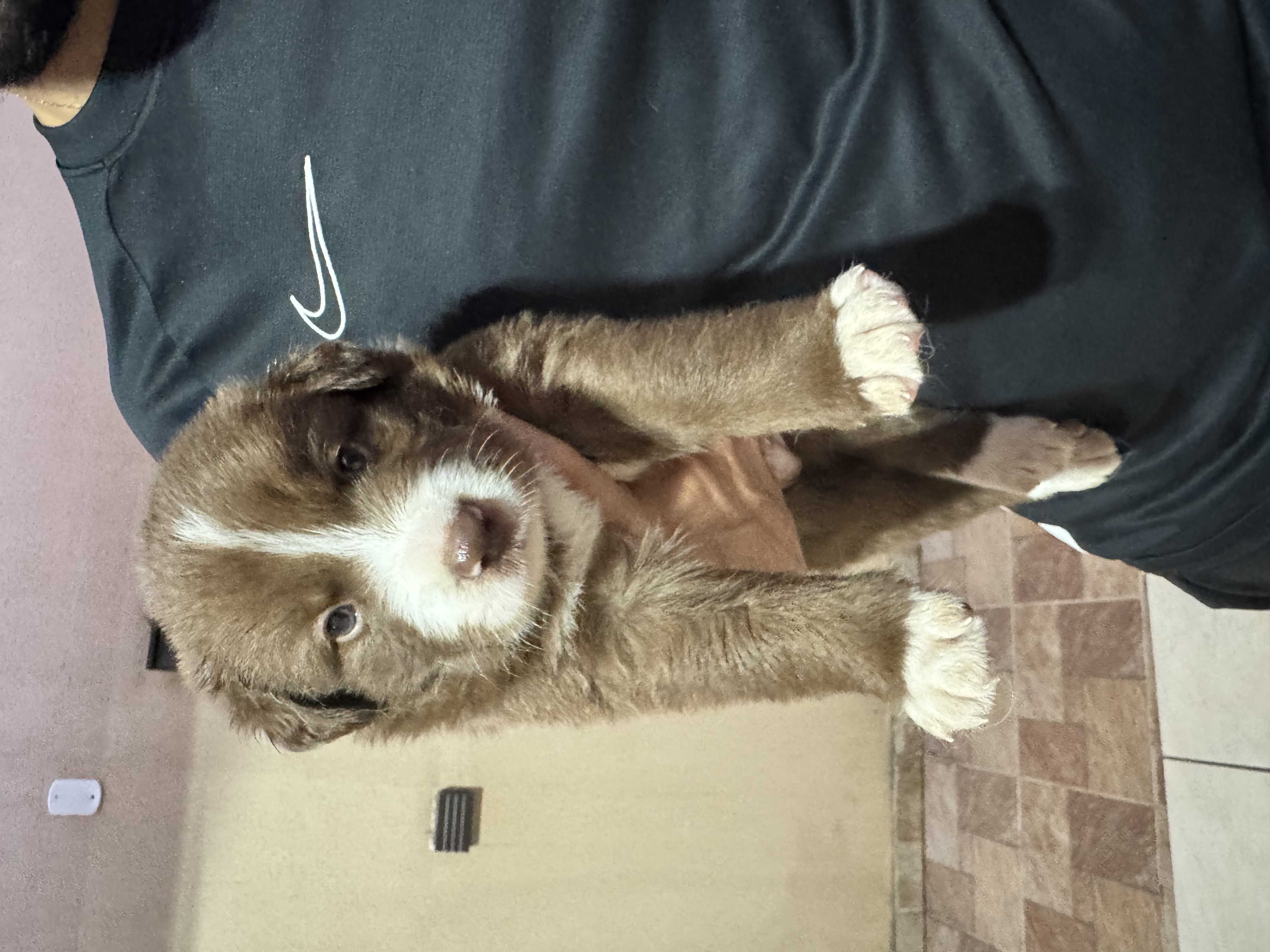 Portal Vendocão Vende-se filhote de Border collie  Brasília 