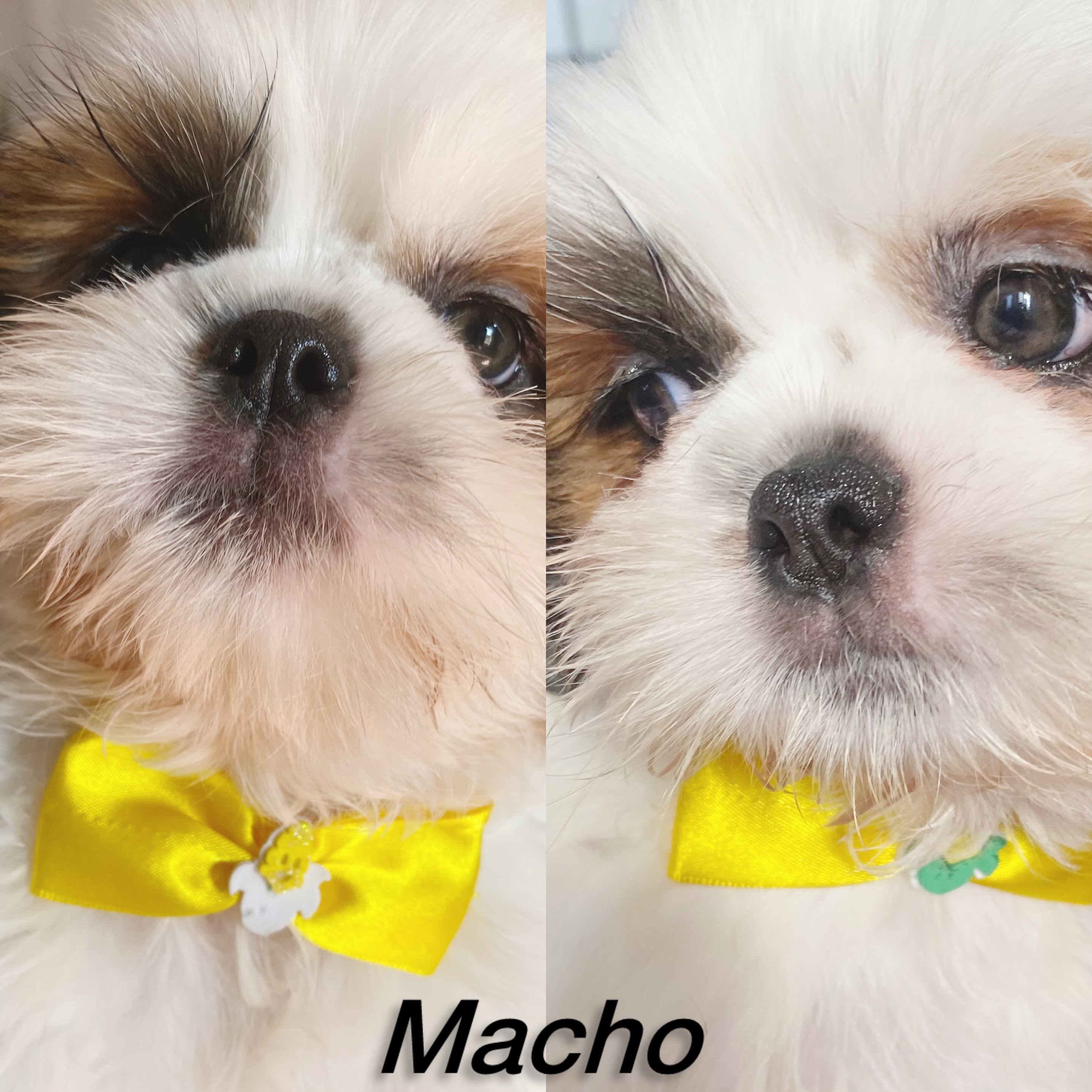 Portal Vendocão Shitzu Macho Goiânia 