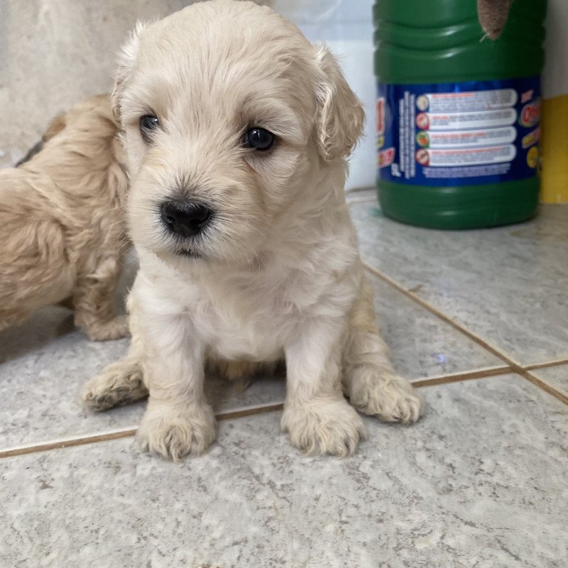 lindos filhotes de poodle