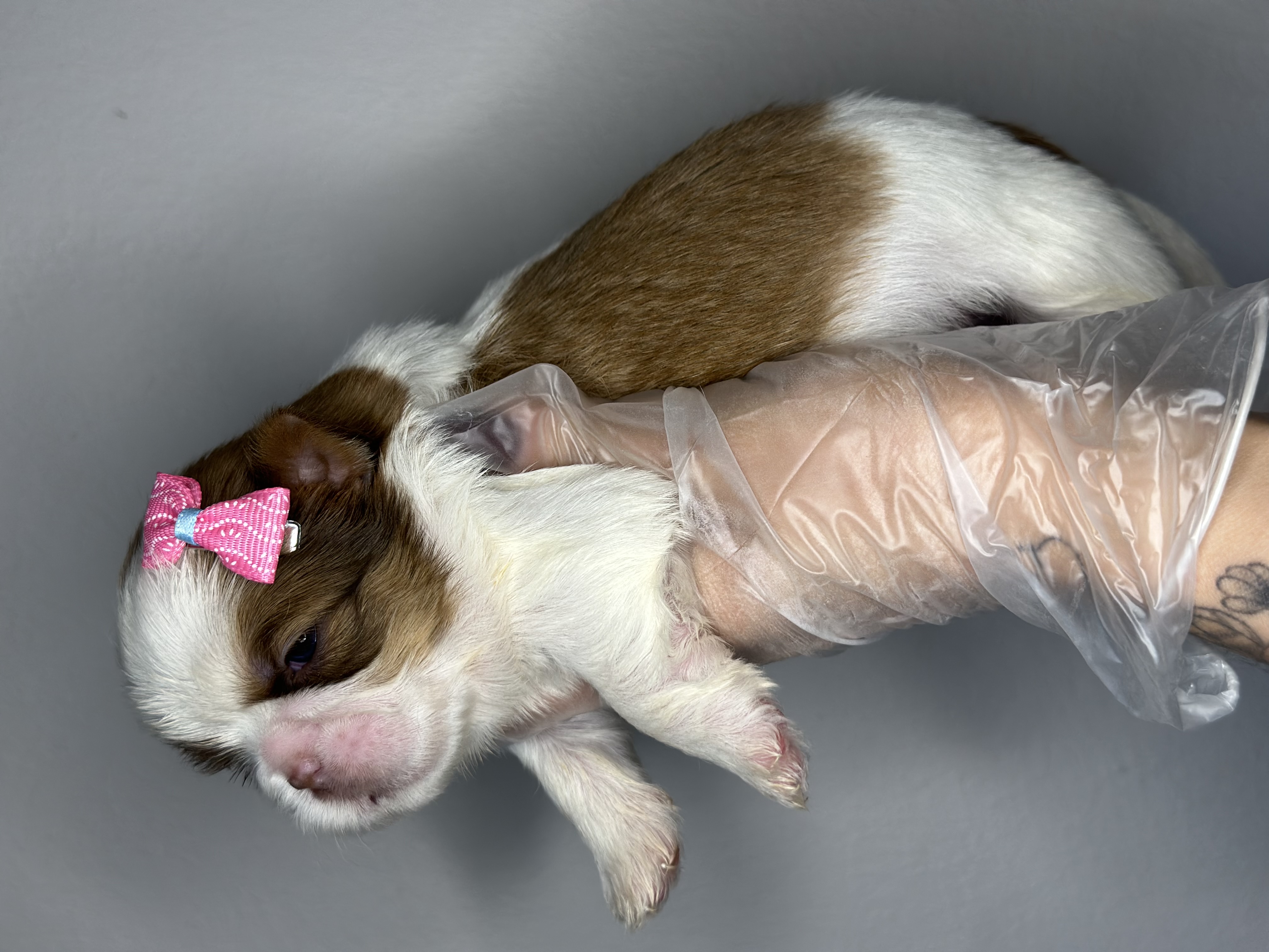 Shih tzu  - Foto 1