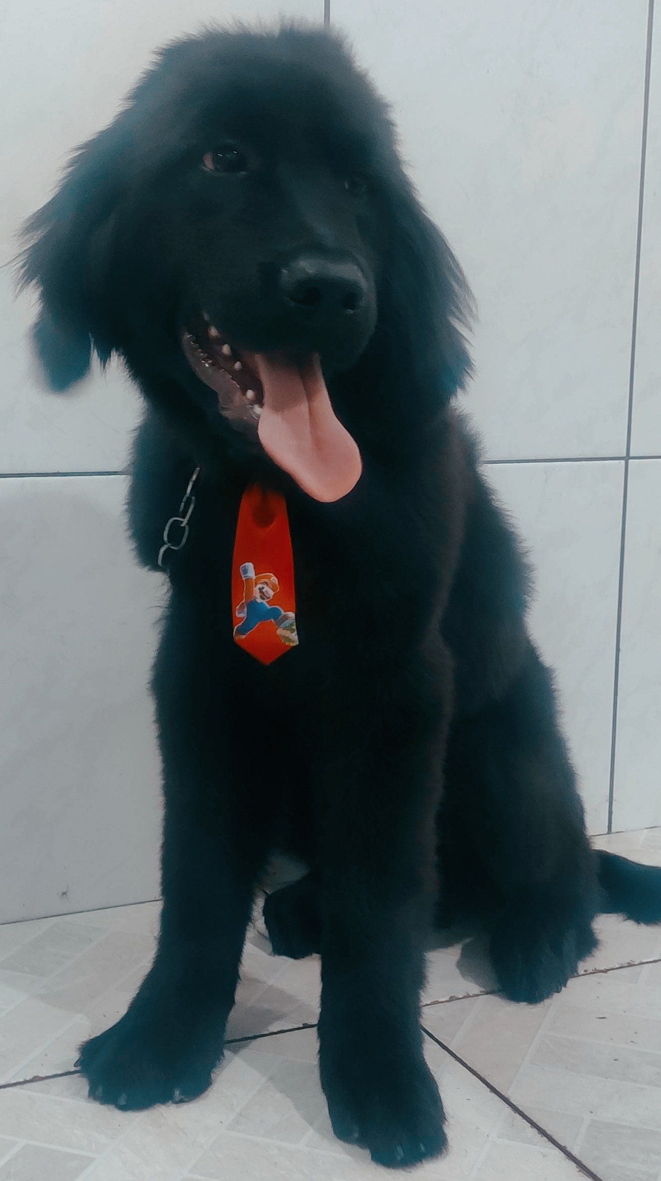 Portal Vendocão Filhote de Terra Nova (macho) São Paulo