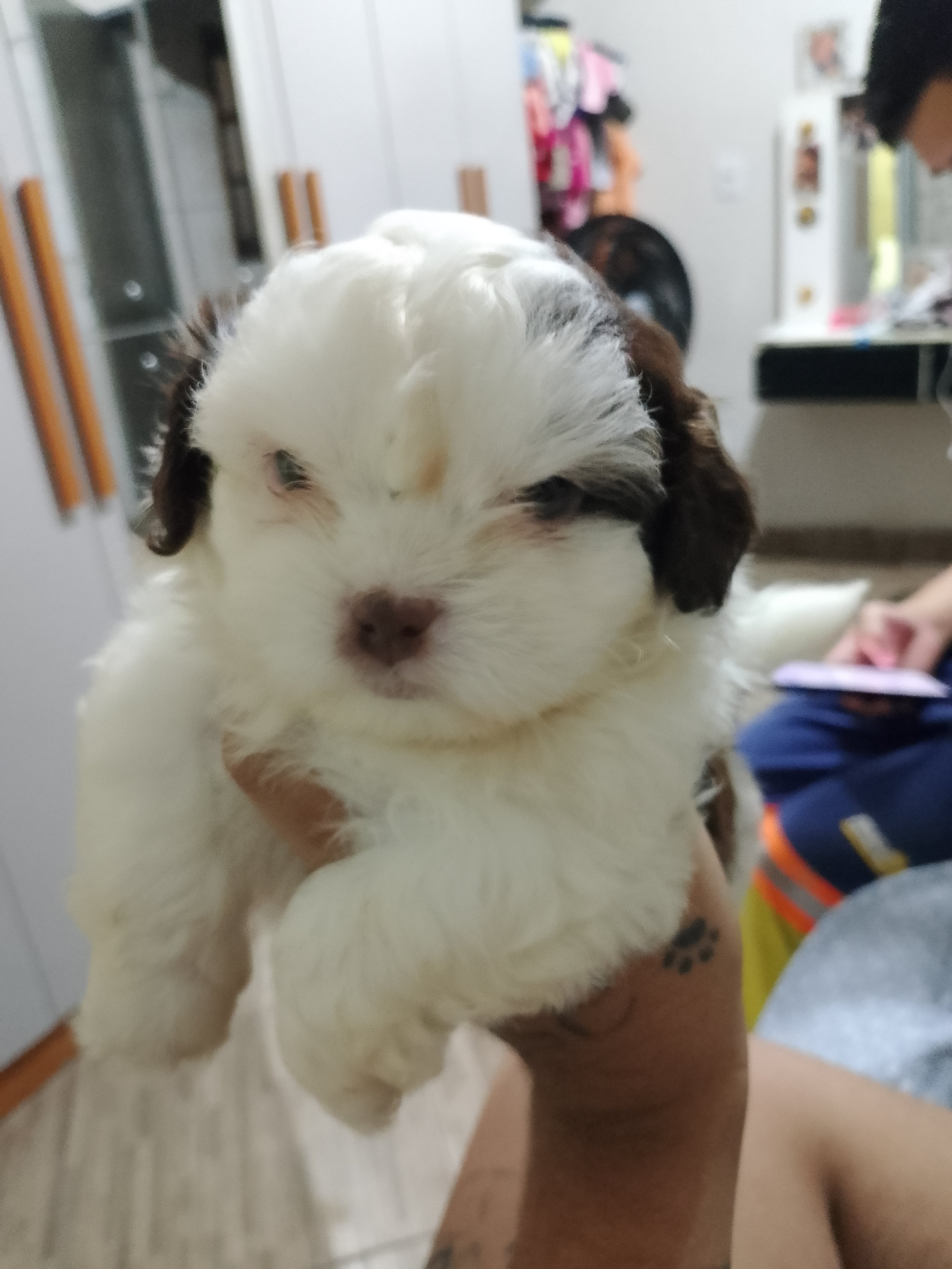 Portal Vendocão Vendo Lhasa Apso Cajamar