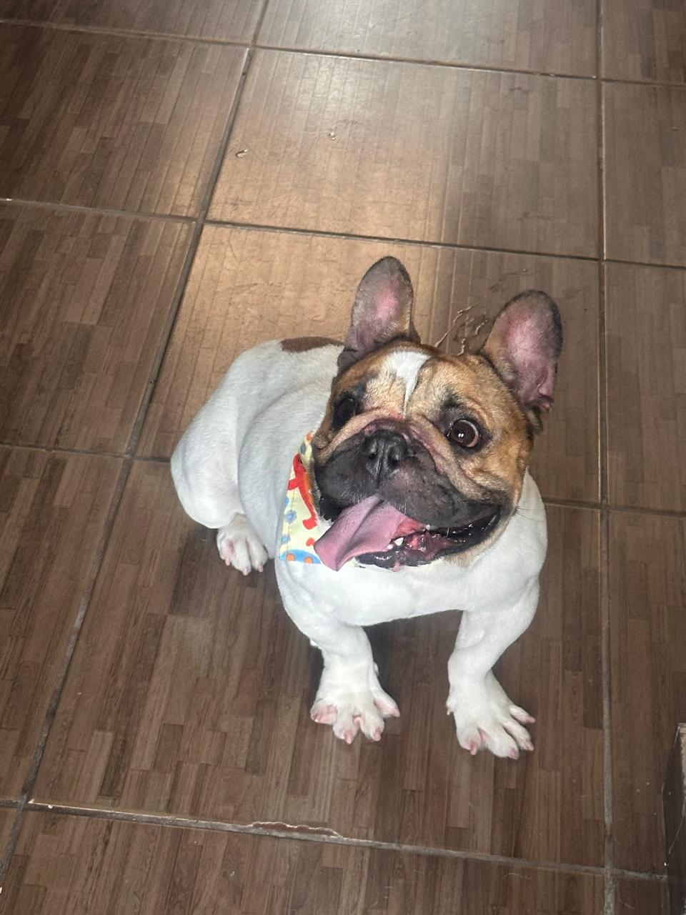 Portal Vendocão Buldogue francês  Jaboatão dos guararapes