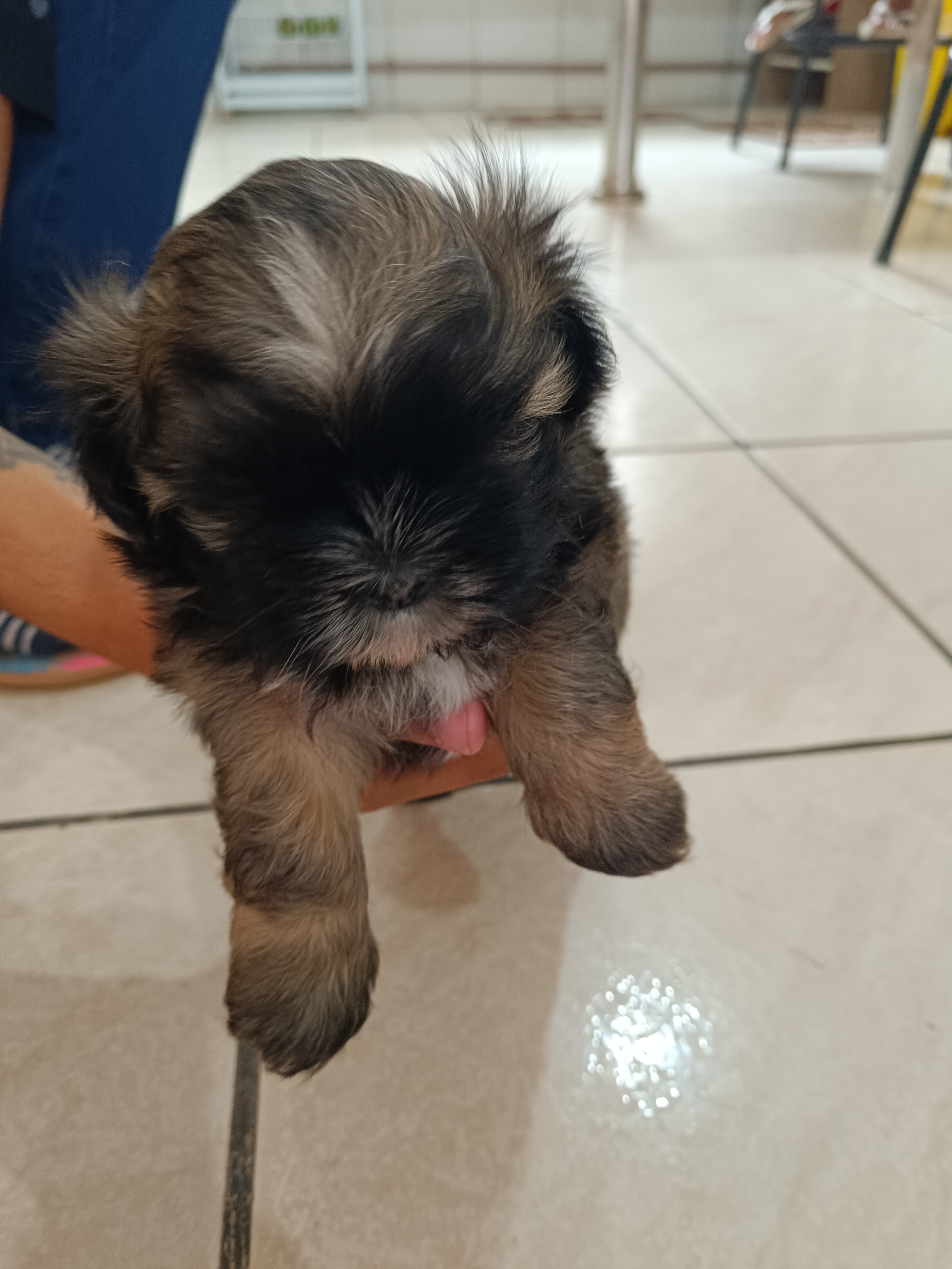 Shih Tzu  - Foto 2