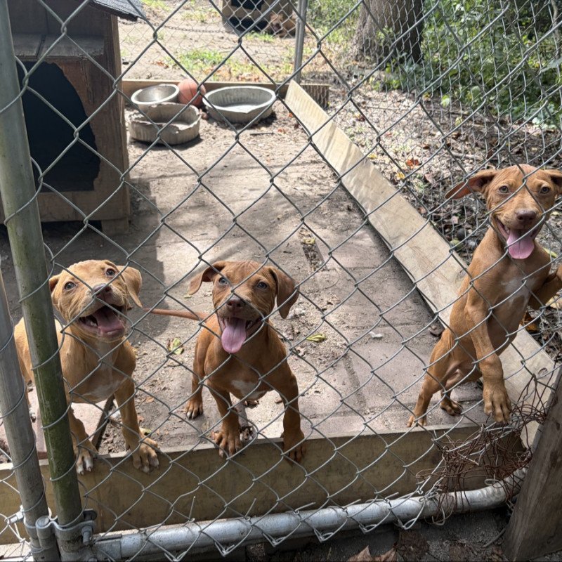 Filhotes American Pit Bull Terrier Vermelhos Registrados — Turbo II Kennels