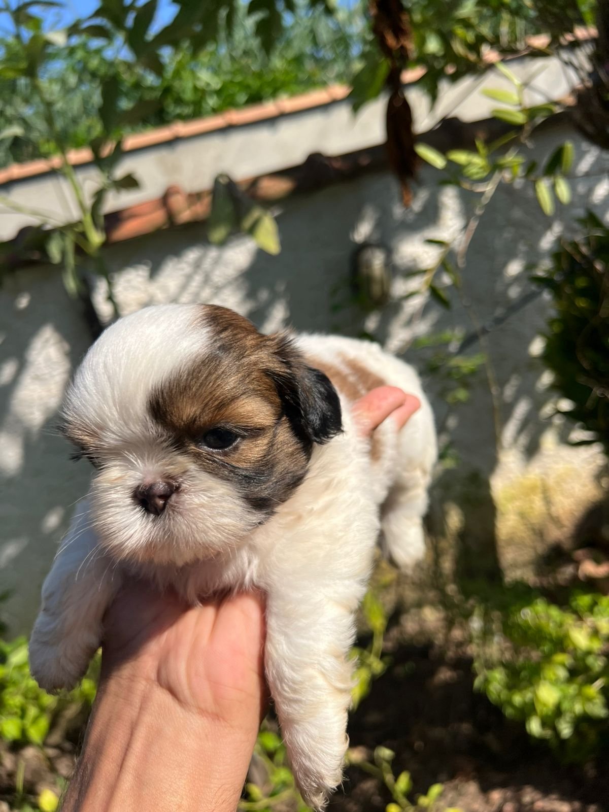 Vendo filhote shih tzu  - Foto 1