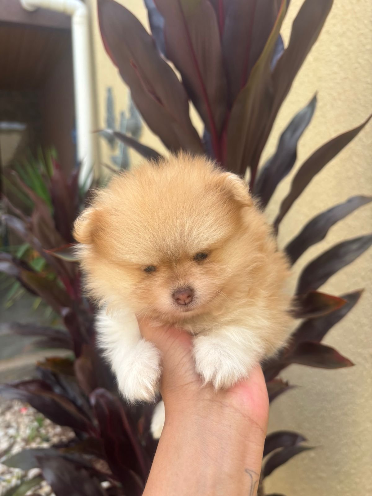filhote de spitz alemão macho e femea - Foto 1
