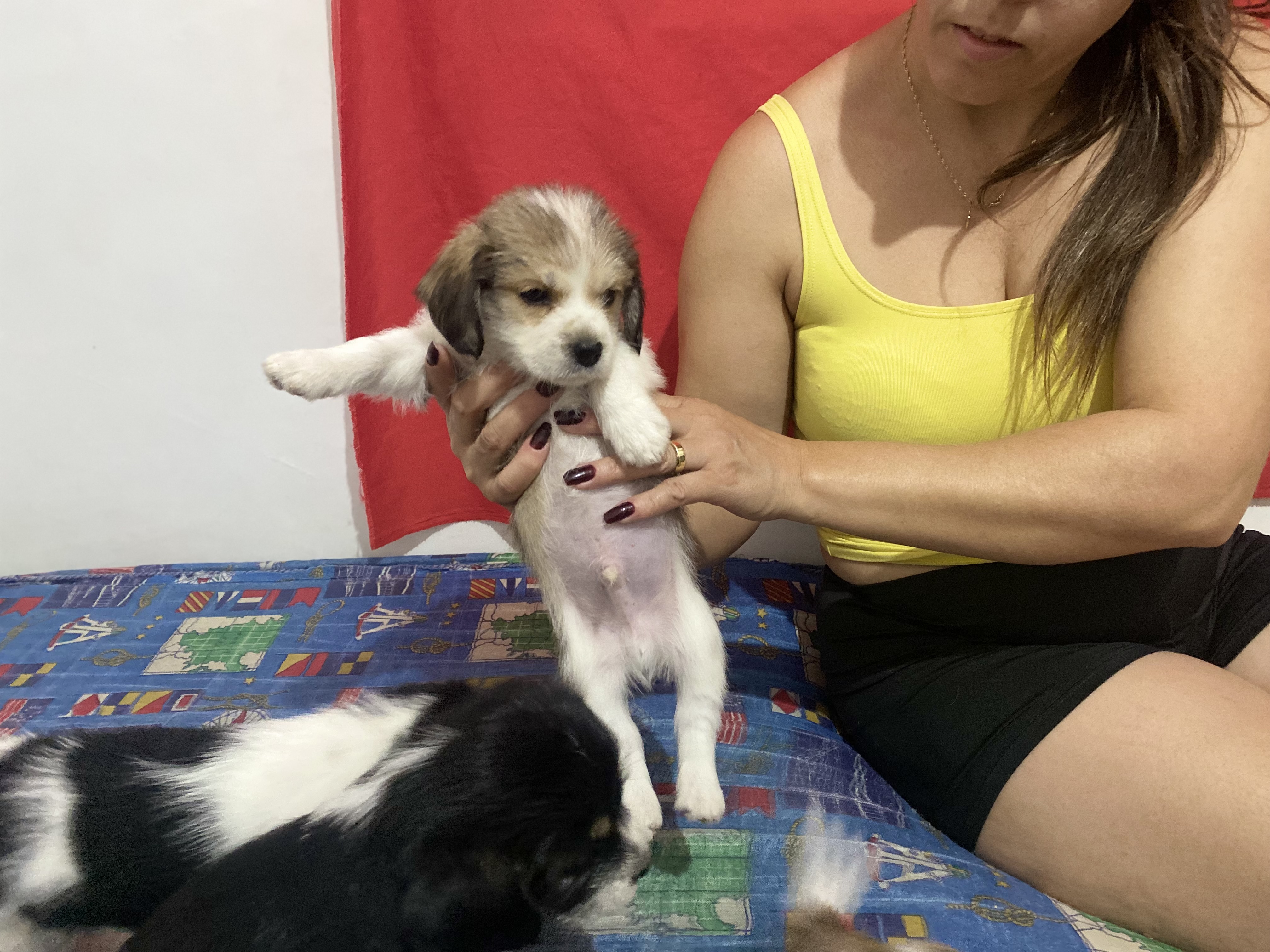 Portal Vendocão Filhotes de Beagle Ibirite