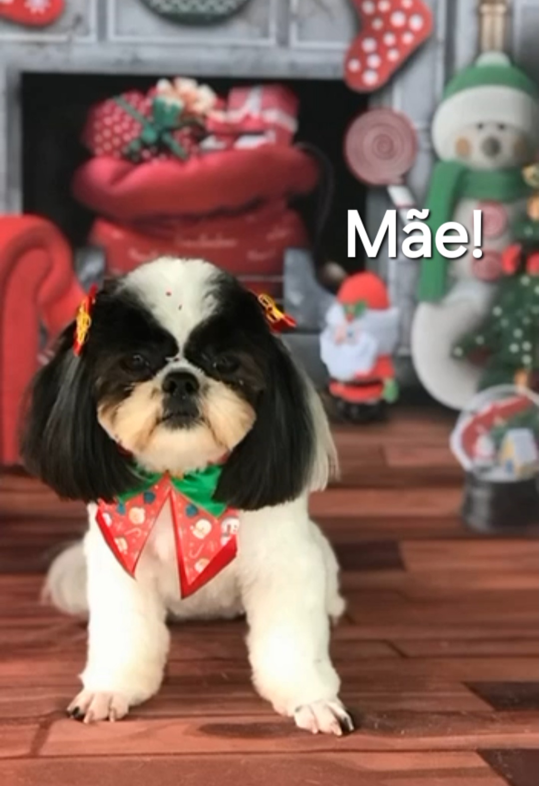 Filhotes de shih-tzu  - Foto 1