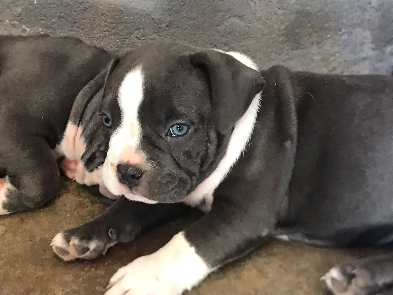 Filhotes de América Bully com pedigree  - Foto 2