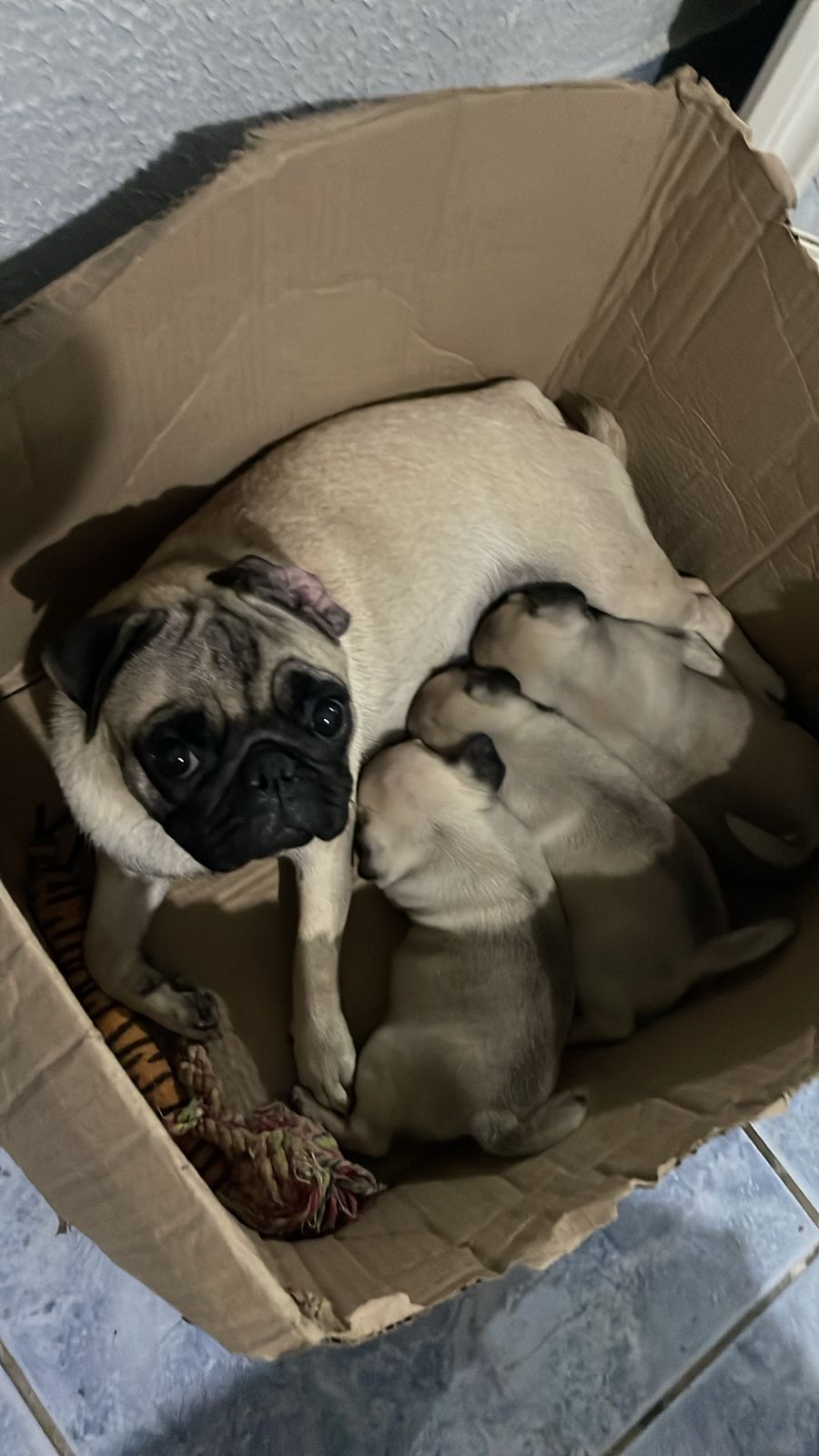 Portal Vendocão Filhotes de pugs fêmeas  Manaus