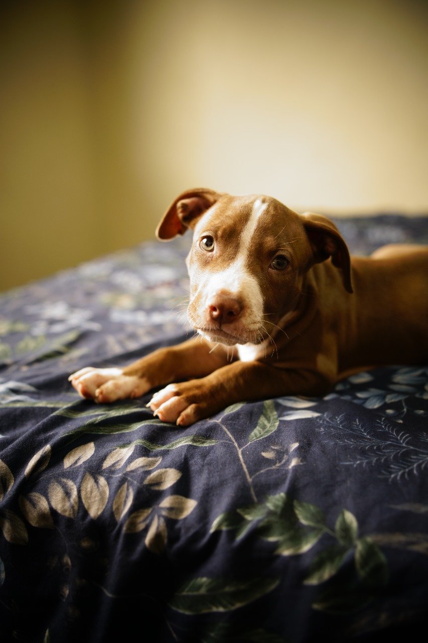 Filhotes Pitbulls - Foto 3