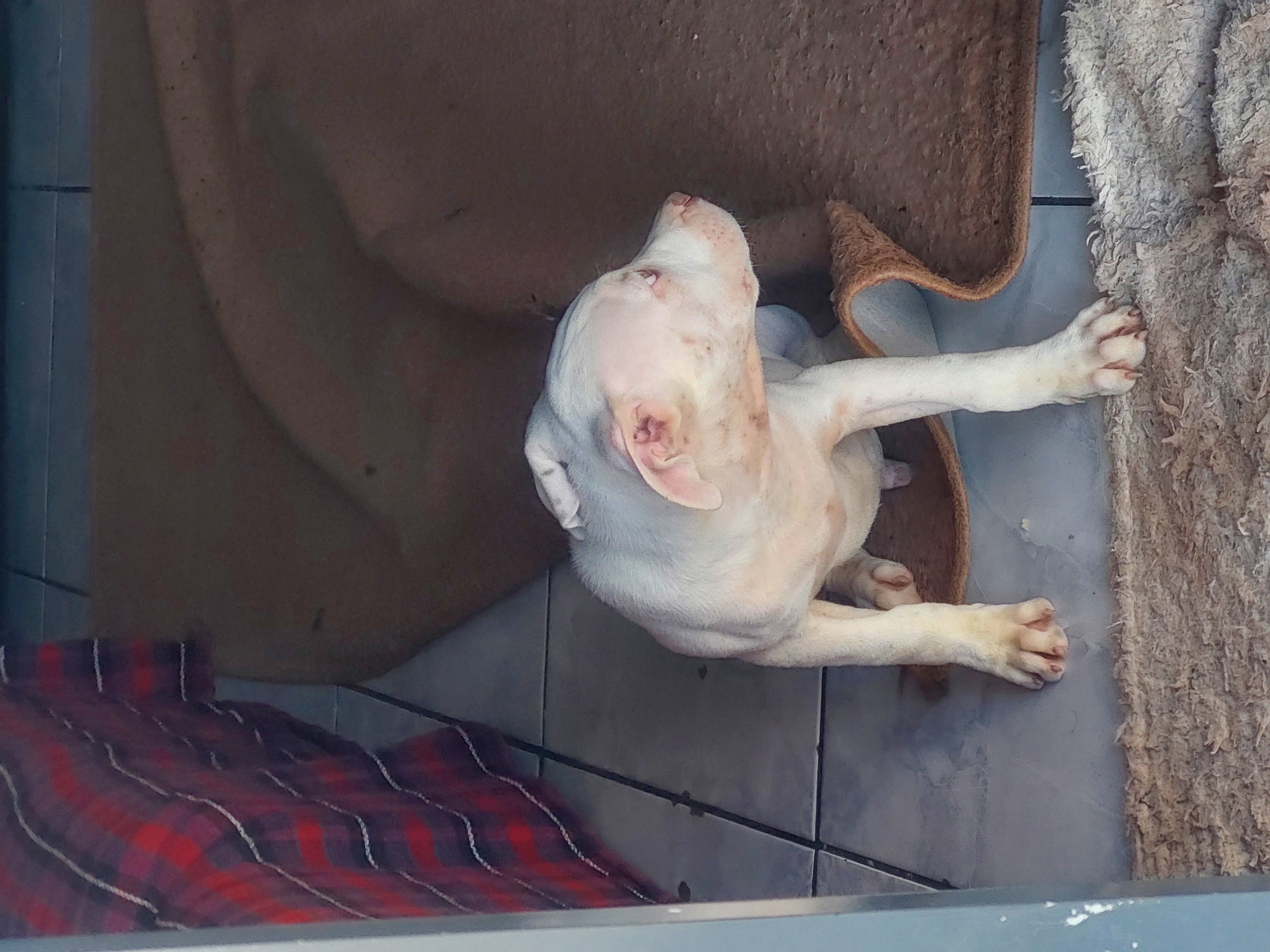 Vendo filhote de pitbull pirata - Foto 2