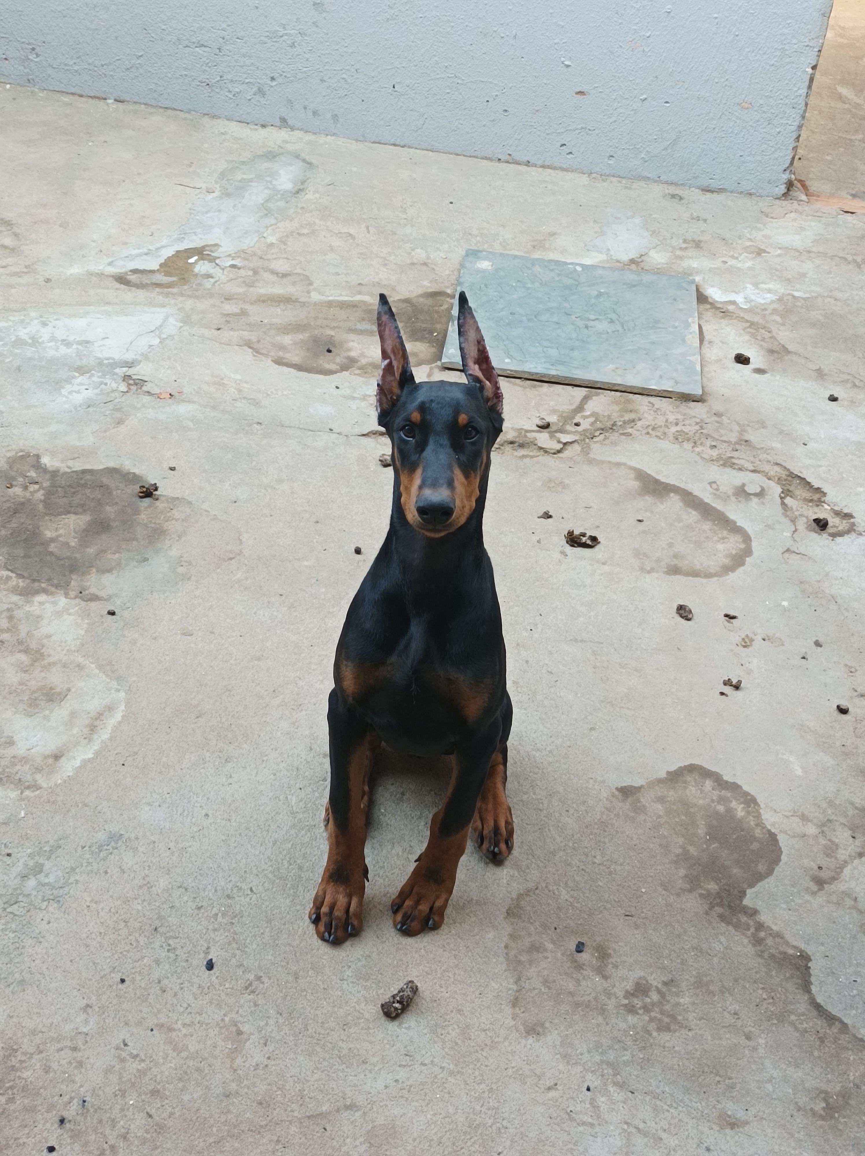 filhotes de Doberman Montes Claros 