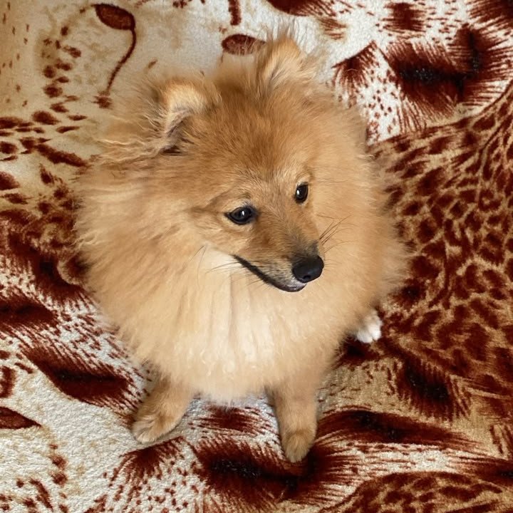 macho 8 meses muito foto e vacinado zap 71996940413