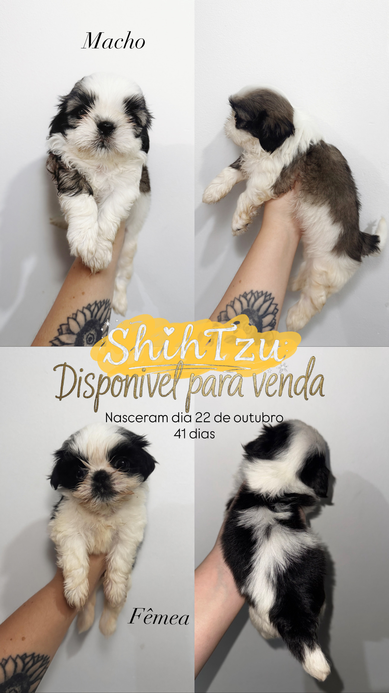 Portal Vendocão Shihtzu filhote Campos dos Goytacazes 
