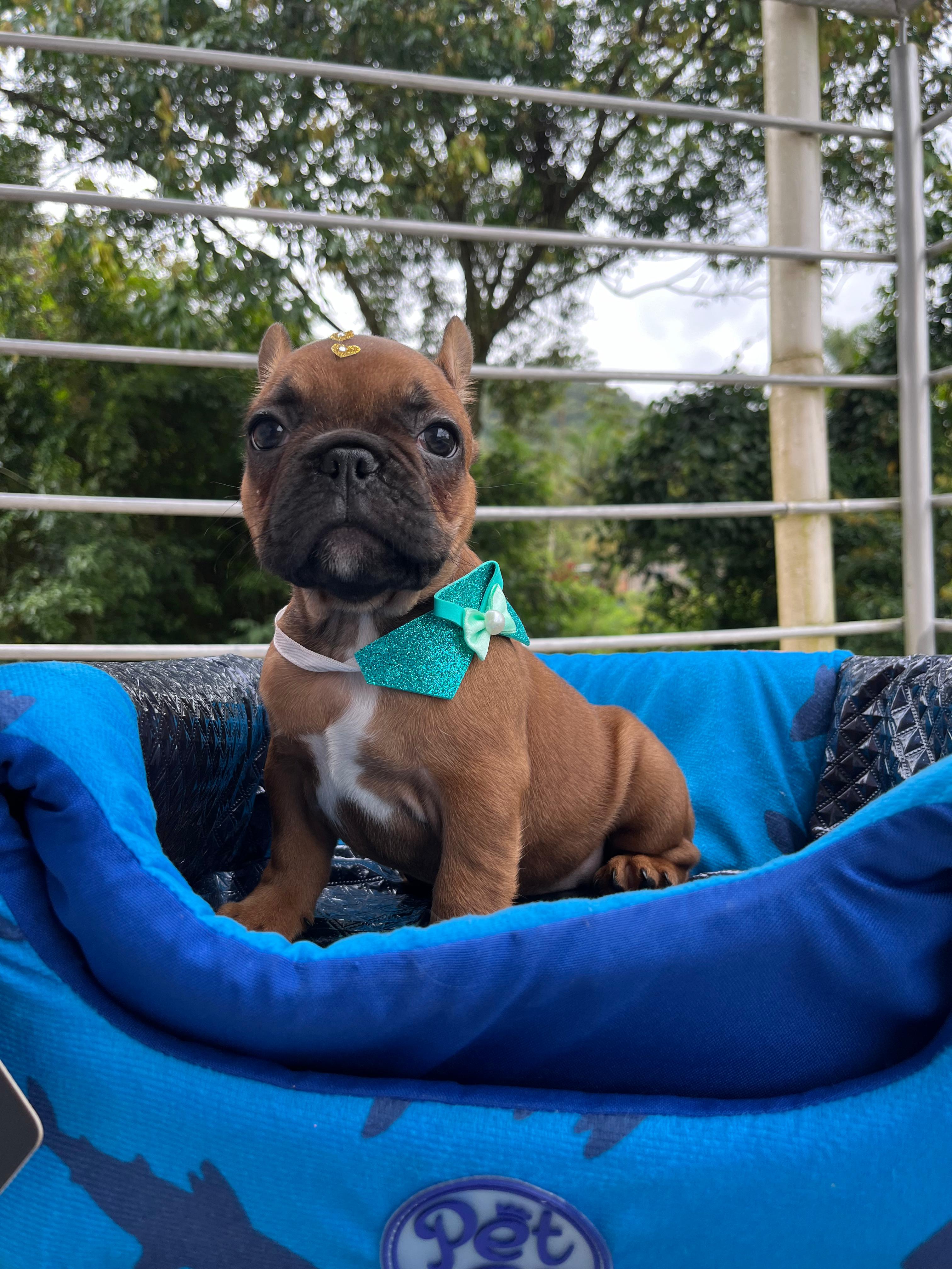 Portal Vendocão Bulldog francês  Blumenau 