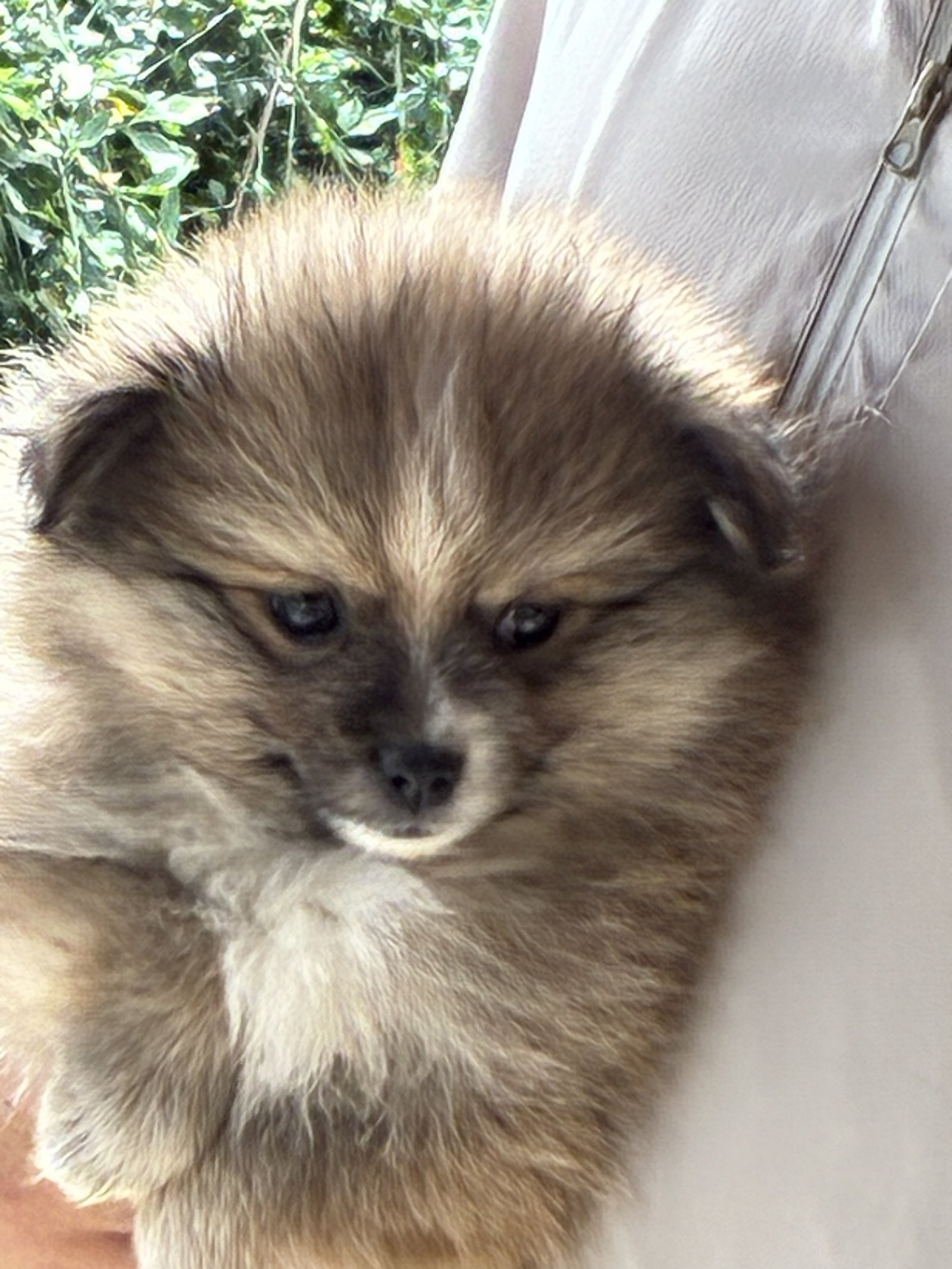 Lulu da Pomerânia