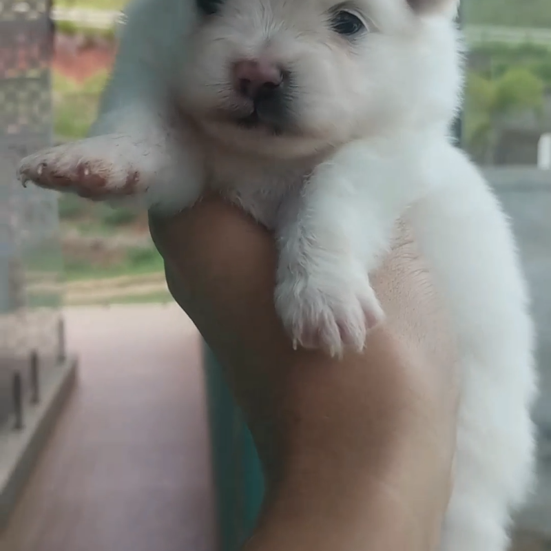 Lindos filhotes de Lulu da Pomerânia
