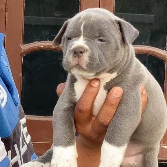 American Bully Filhote Padrão Raça - Foto 1