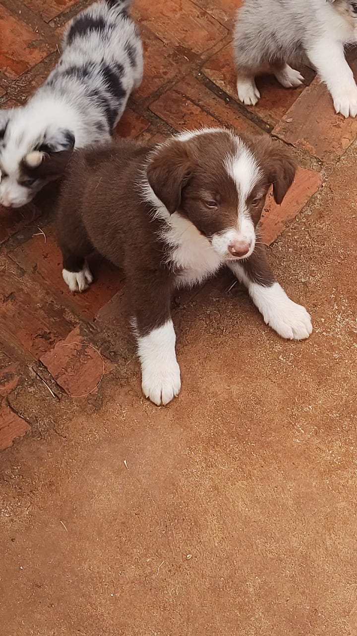 Belos Filhotes Border Collie - Foto 5