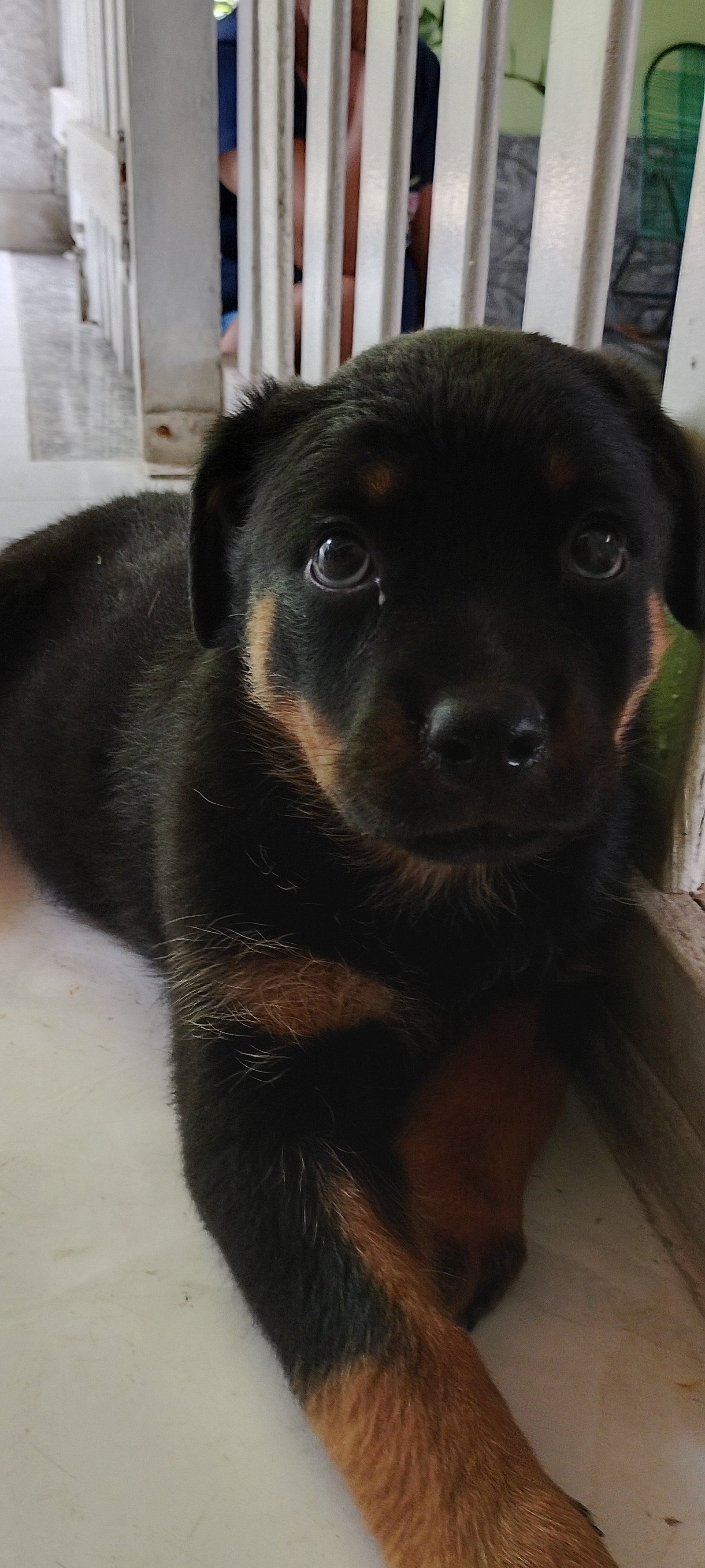 Vendo rottweiler fêmea  - Foto 1