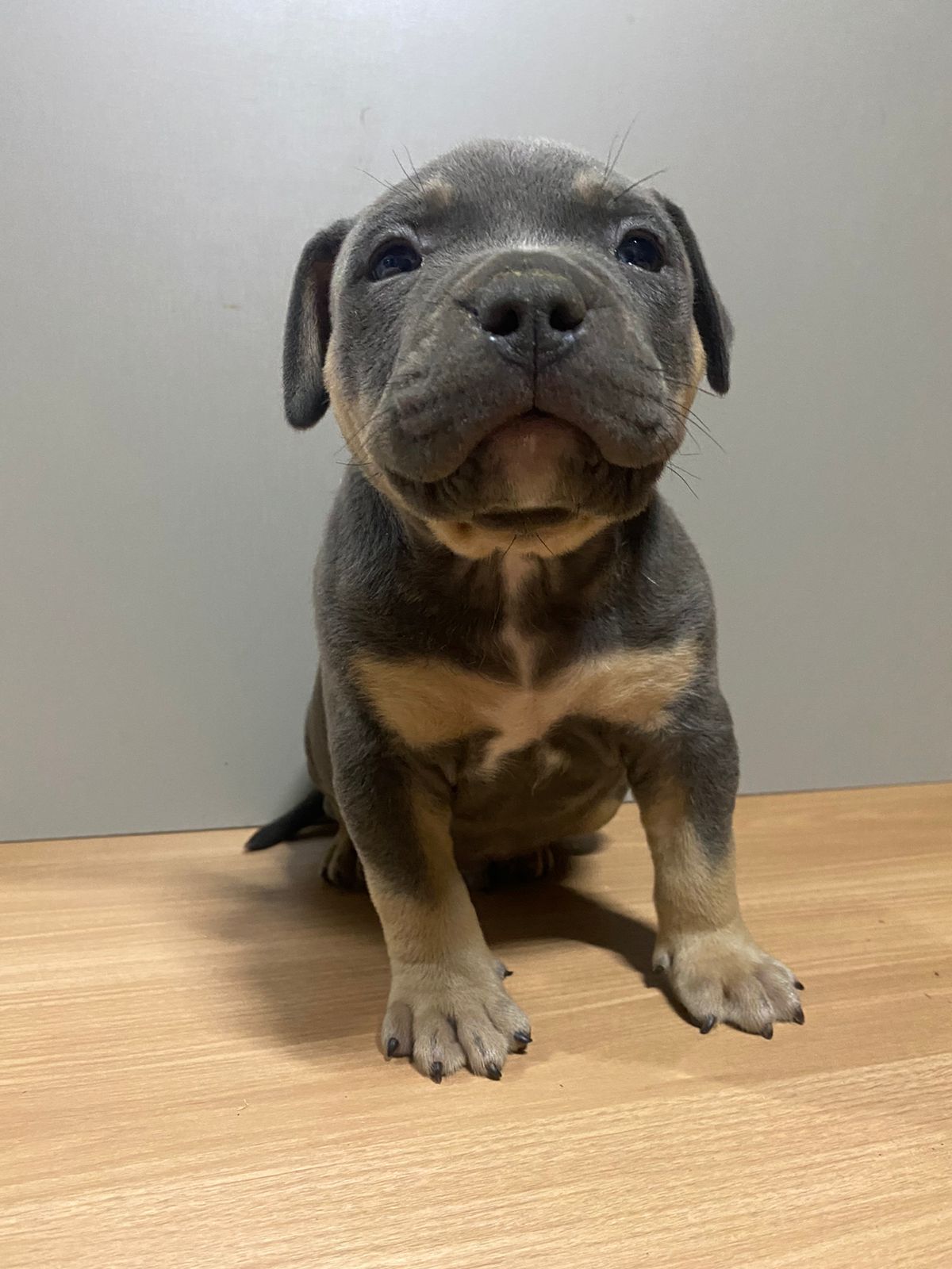 Portal Vendocão Filhotes American Bully Igarapé