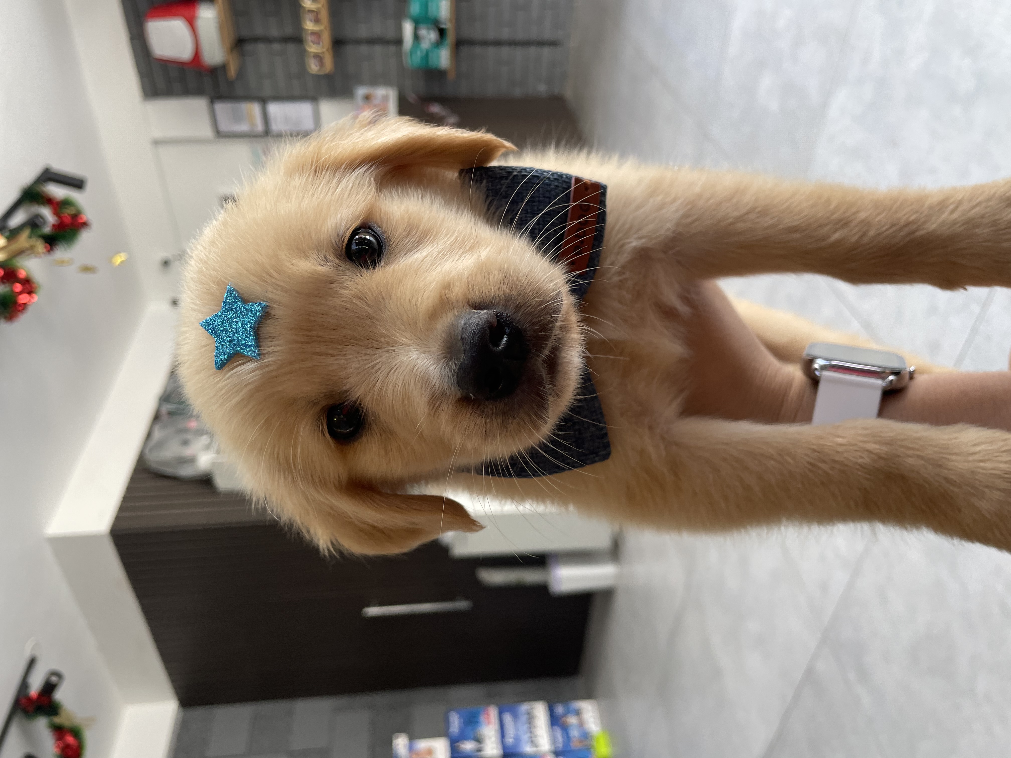 Portal Vendocão GOLDEN RETRIEVER MACHO João Pessoa 