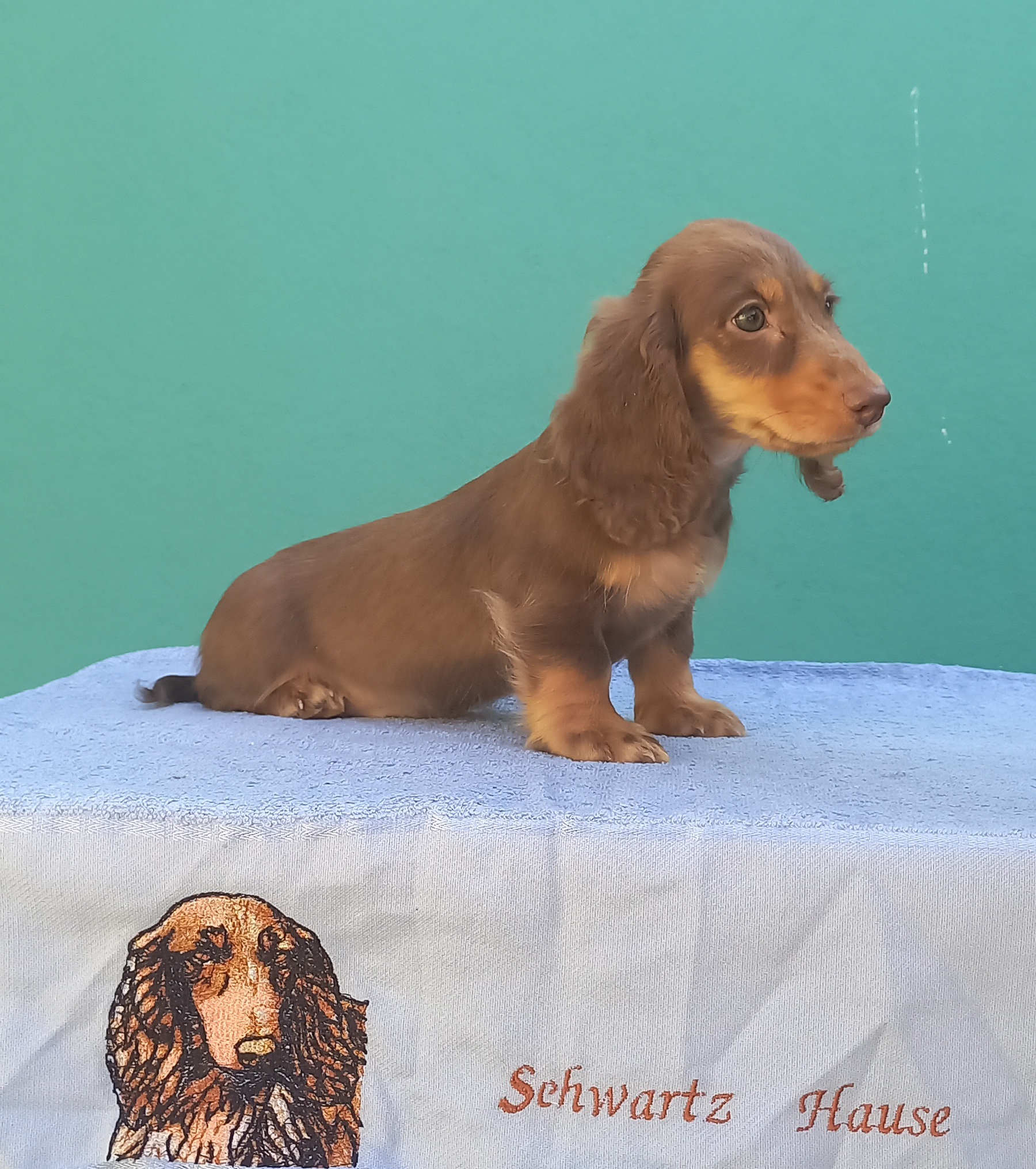 Portal Vendocão Daschund de pêlo 6 Maricá