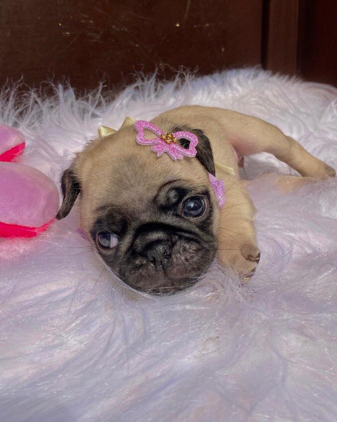 Portal Vendocão Pug fêmeas disponíveis!🩷🌸🐶 Ponta grossa