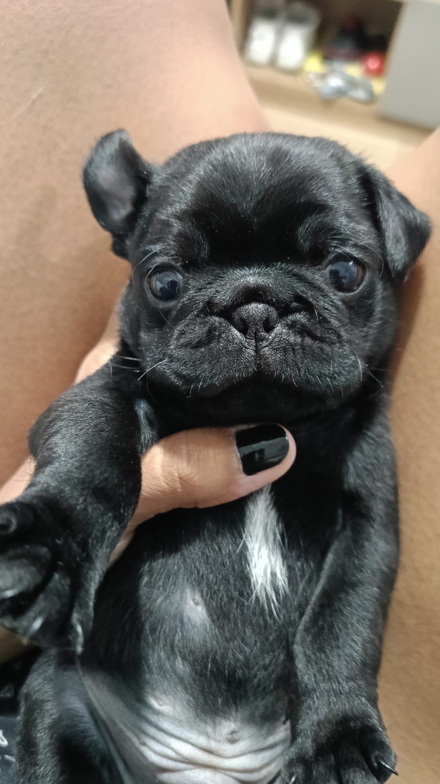 Portal Vendocão Pugs machos Canoas
