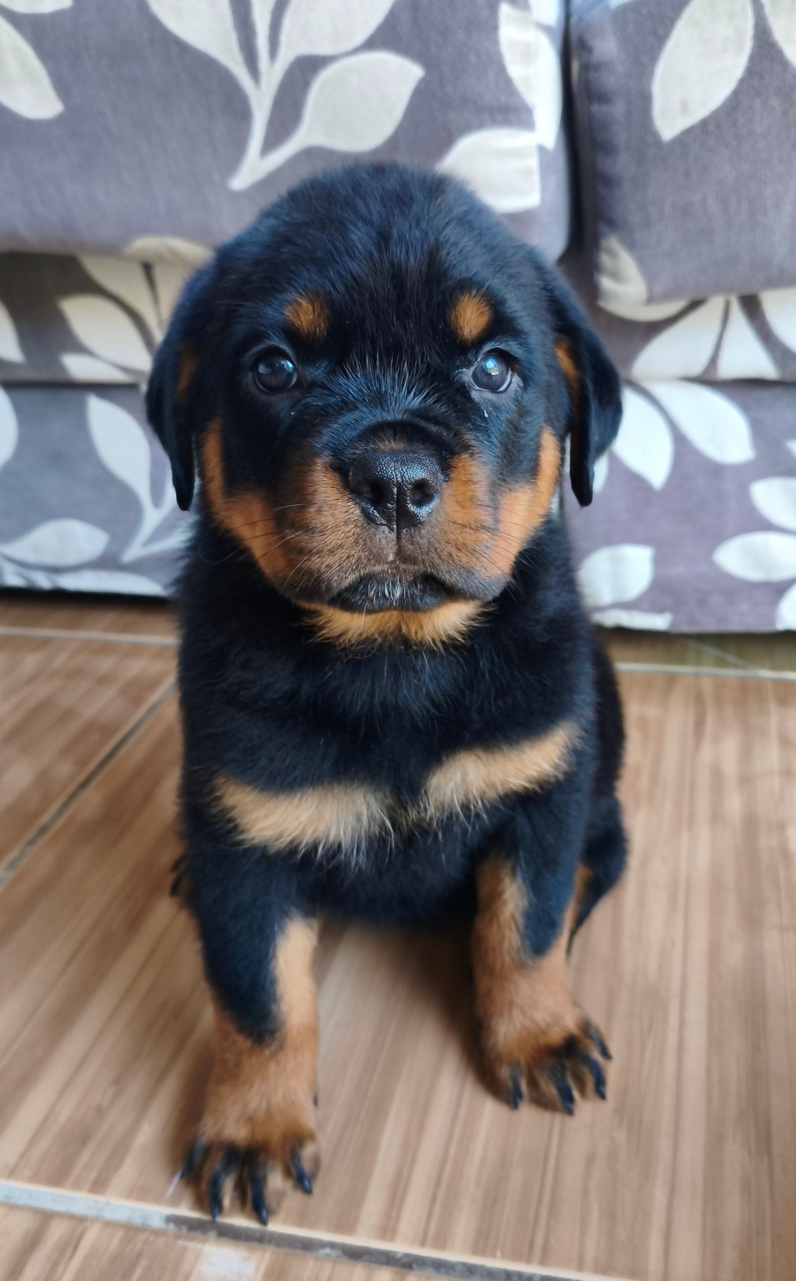 Filhotes de rottweiler macho e fêmea  - Foto 1
