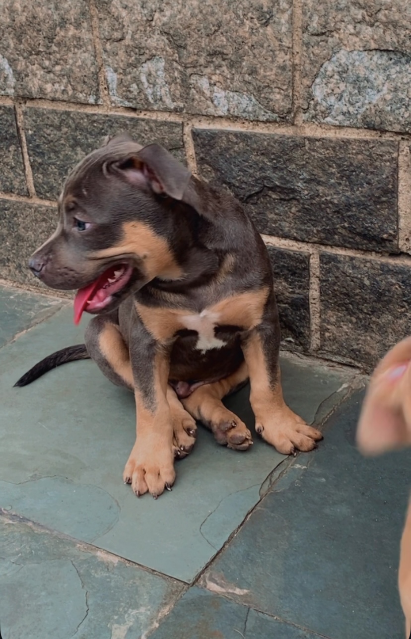 Portal Vendocão American Bully  Duque de Caxias 