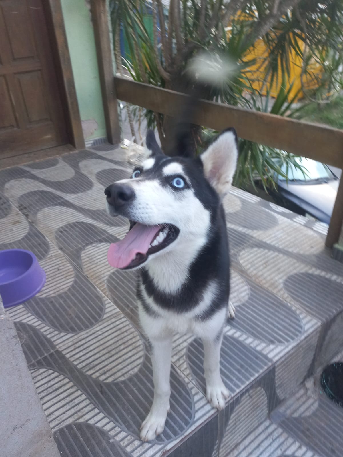 Portal Vendocão Husky Siberiano  Porto Alegre 