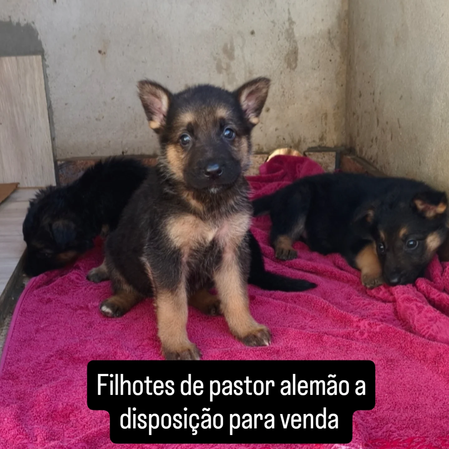 Portal Vendocão Filhotes de Pastor Alemão  Ivaí 