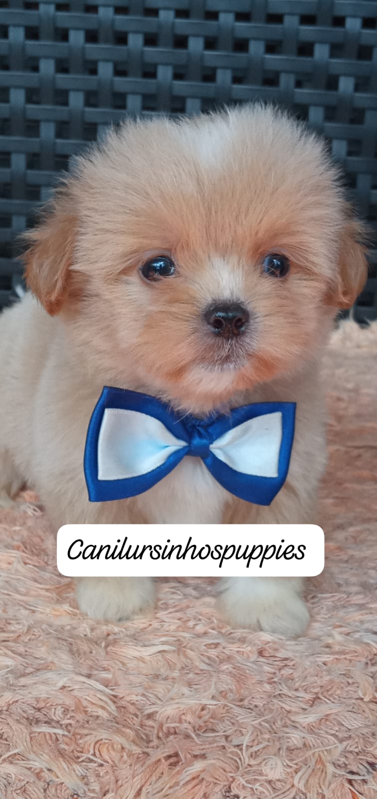 lhasa apso bebes pronta entrega #canilursinhospuppies  - Foto 2