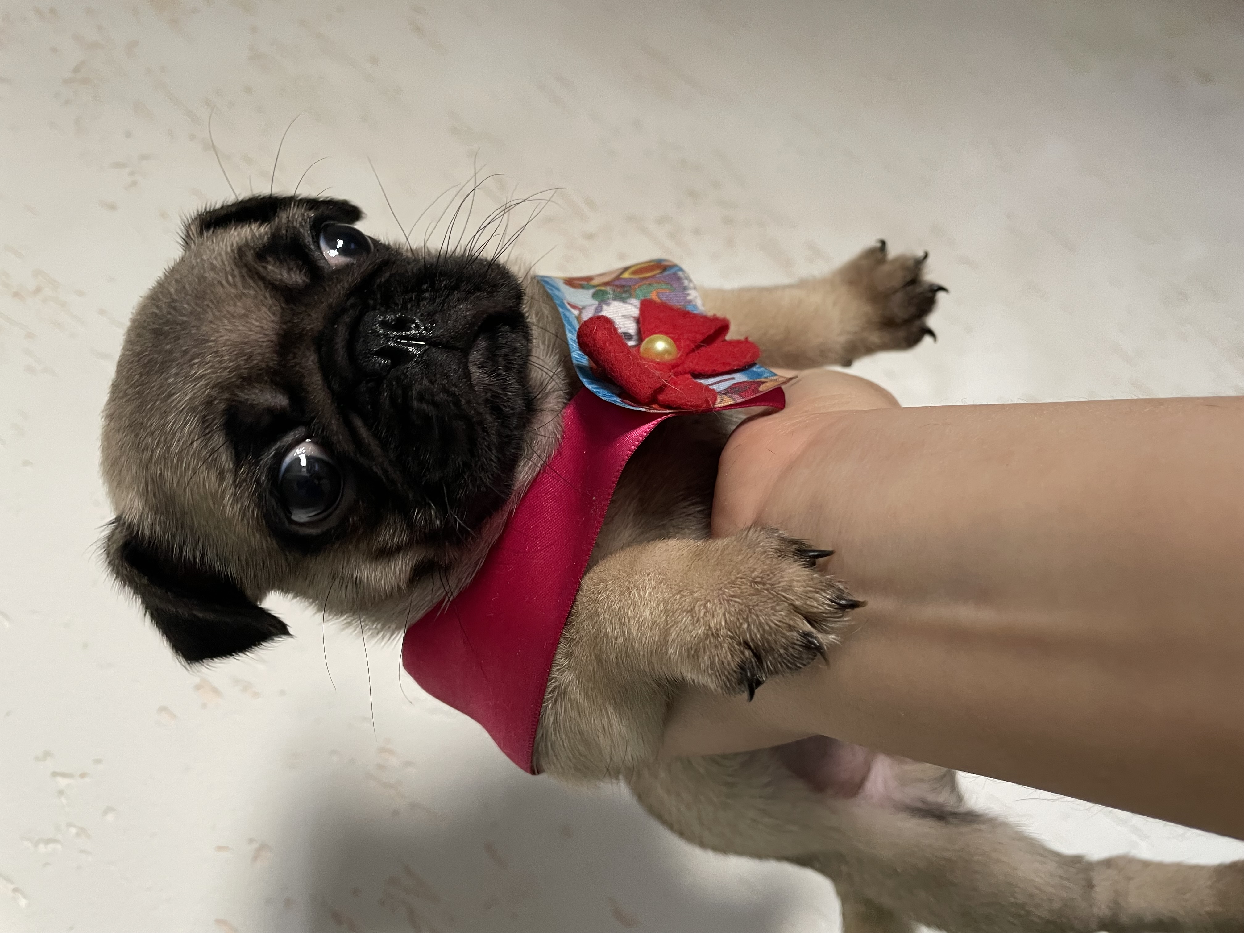 Portal Vendocão pug filhote macho americana 