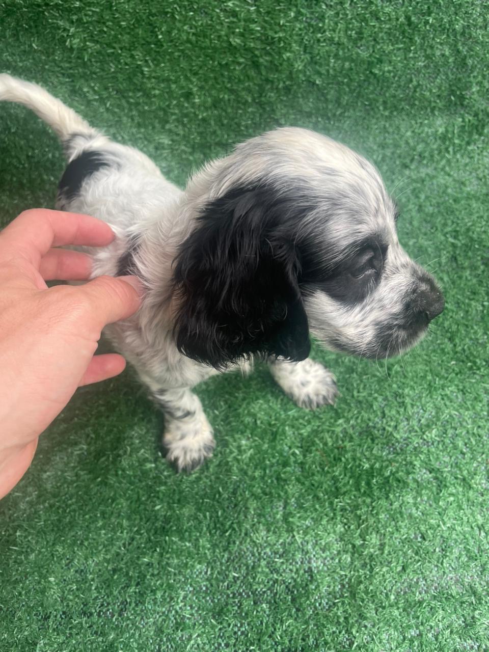 Filhotes de Cocker Spaniel inglês  - Foto 4