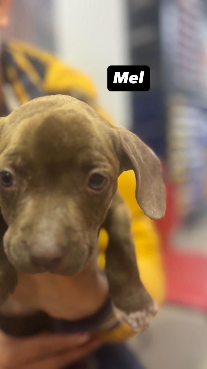 Portal Vendocão Pitbull  São Paulo