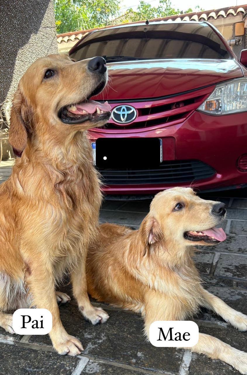 Portal Vendocão Filhote de Golden Retriver Rio de janeiro