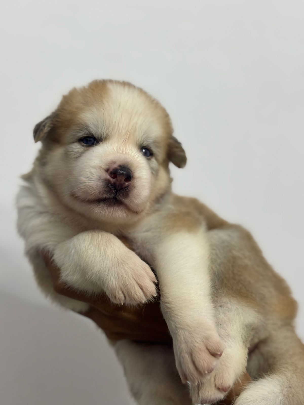 Portal Vendocão Husky Siberiano macho Teresina