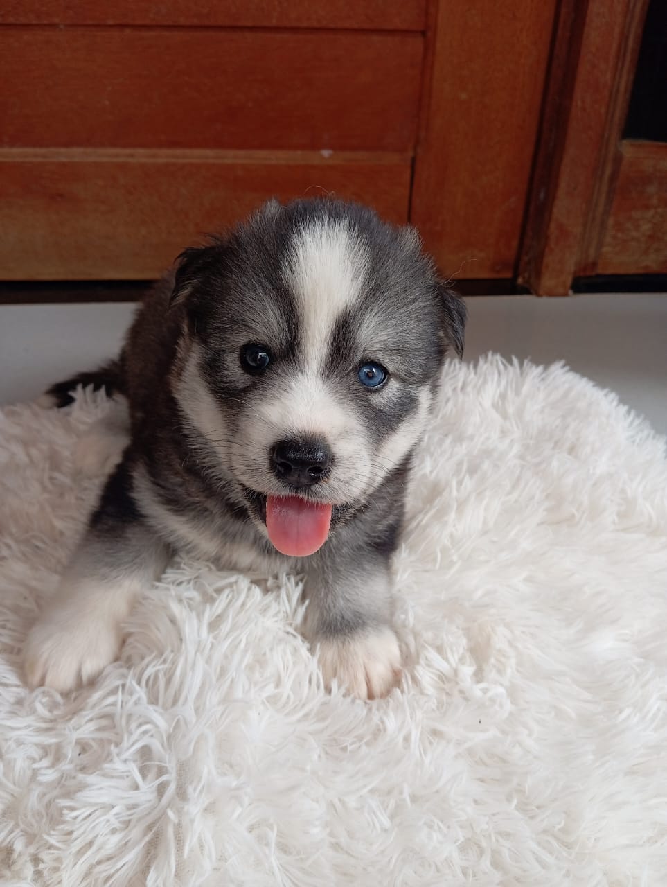 Husky siberianos filhotes a venda  - Foto 2