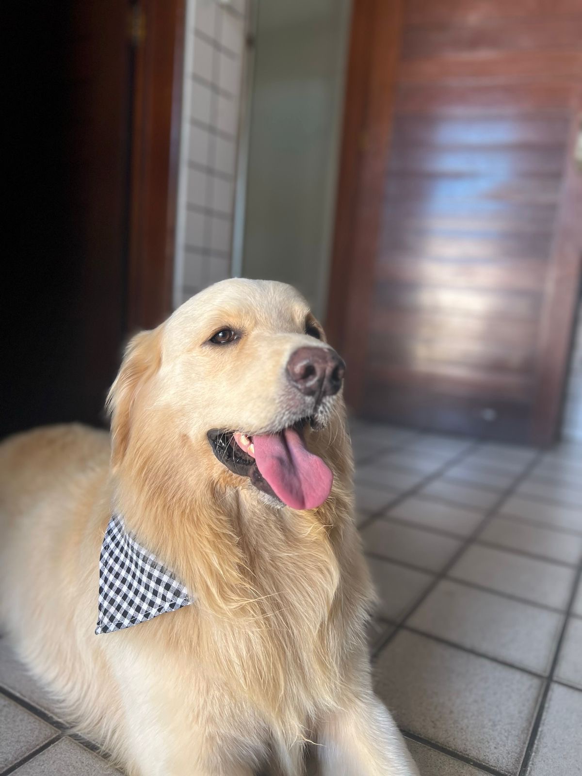 Portal Vendocão Filhotes de Golden Retrivier Arapiraca 