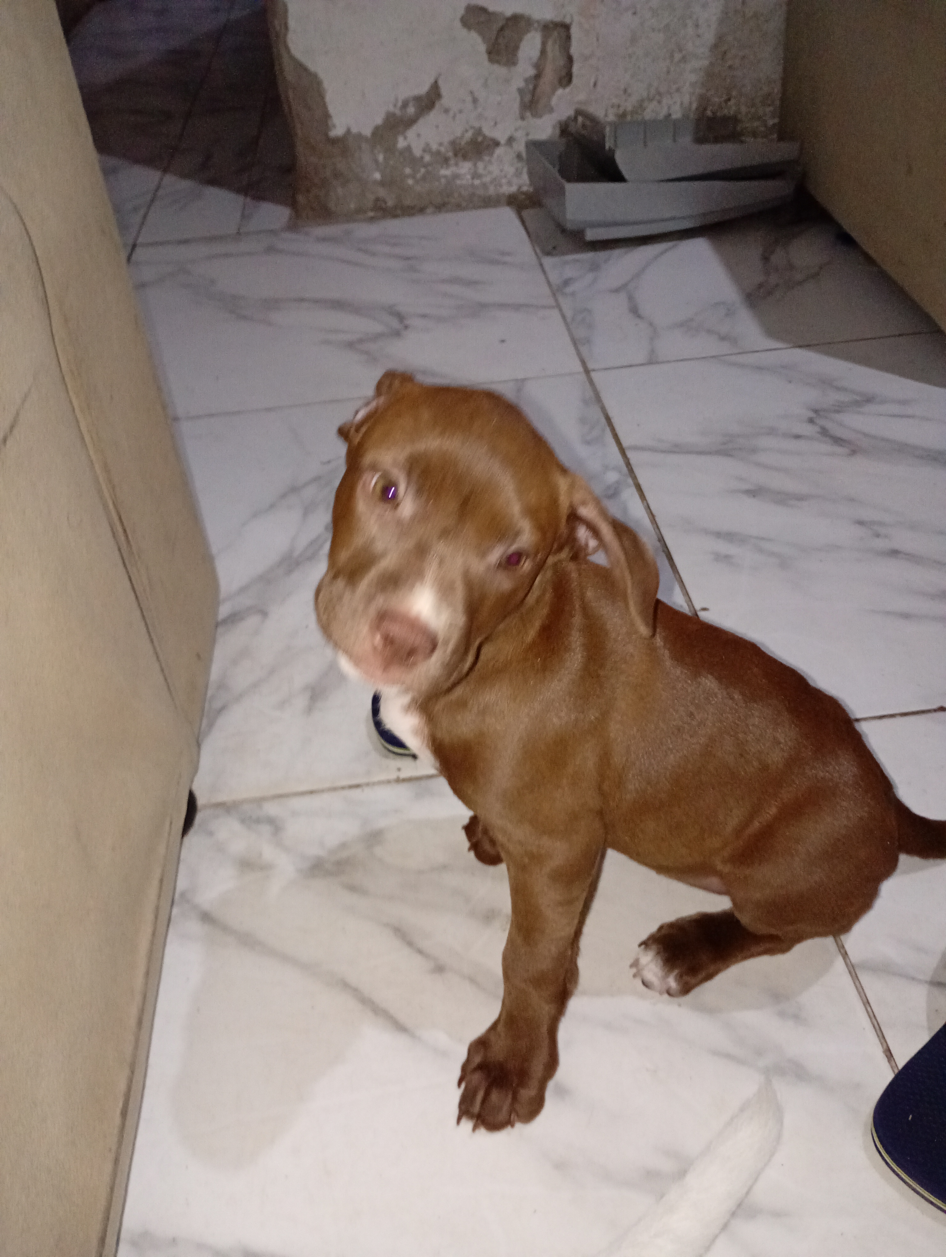Cachorro Pitibu  - Foto 4