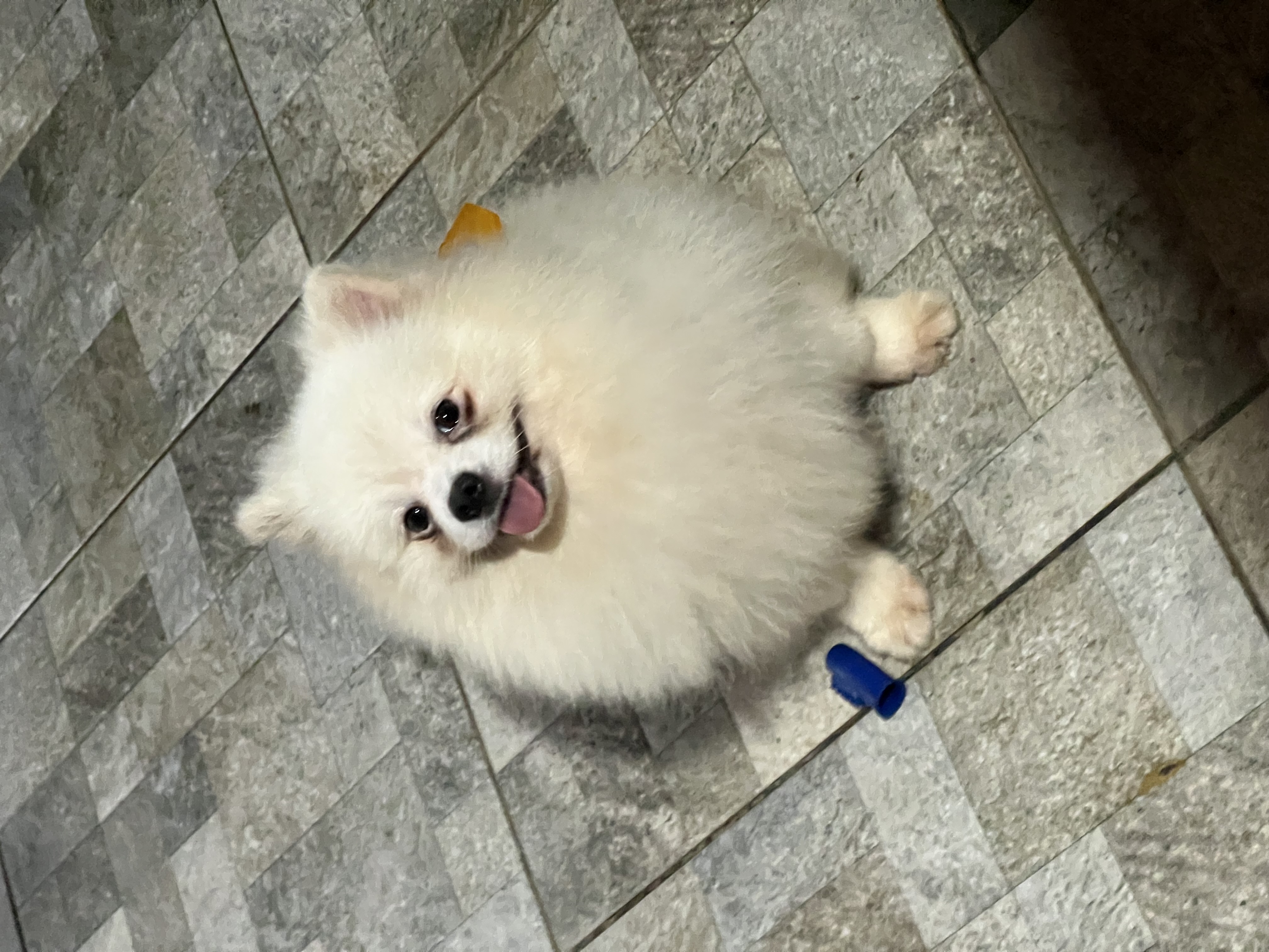 Portal Vendocão Lulu da pomerania / Spitz Alemão Cabo Frio