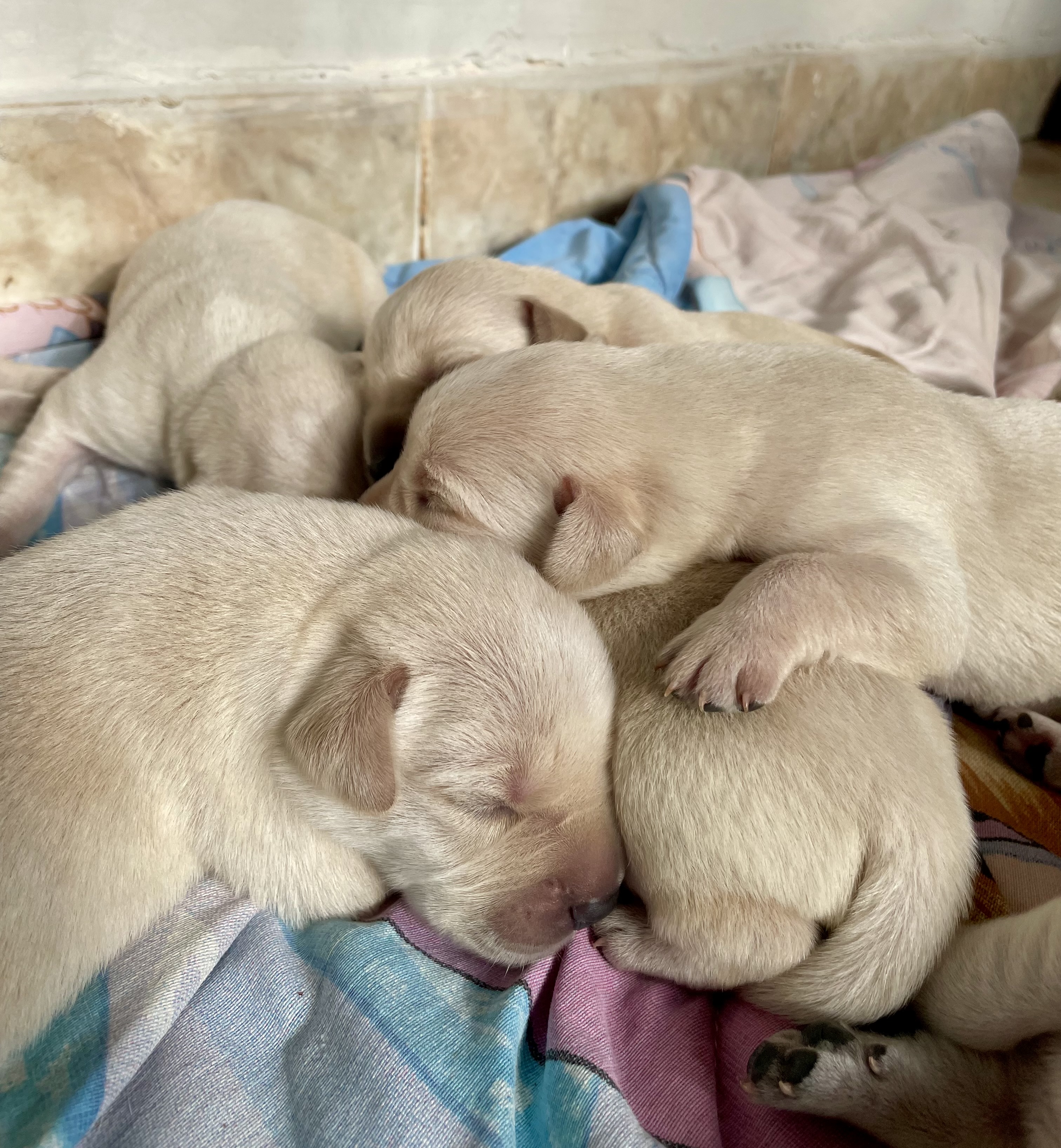 Lindos e perfeitos filhotes de labrador retriever.