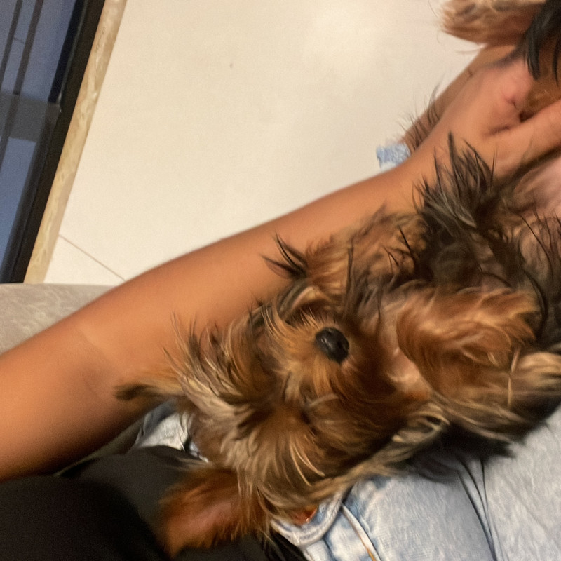 Lindo cachorrinho,mansinho e muito carinhoso ,machinho - Foto 2