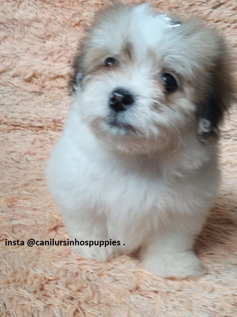 Portal Vendocão lhasa apso garanta hoje seu bebe #canilursinhospuppies  paulinia 