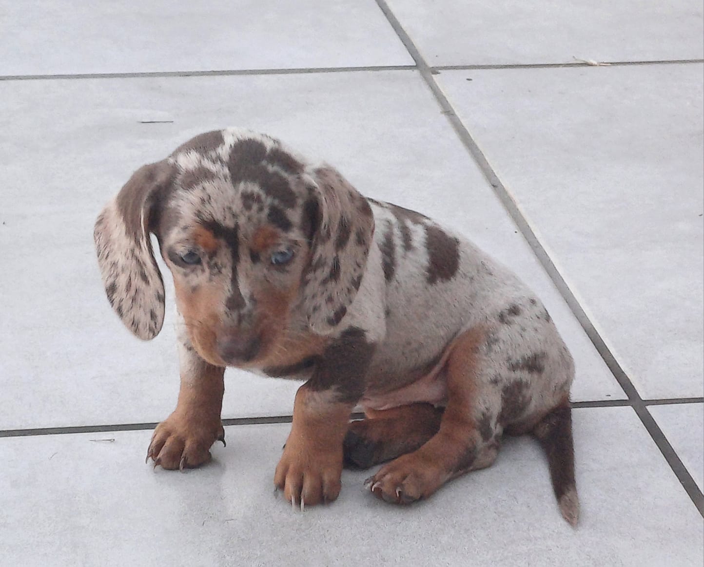 Portal Vendocão Basset dachshund chocolate  Ponta grossa 