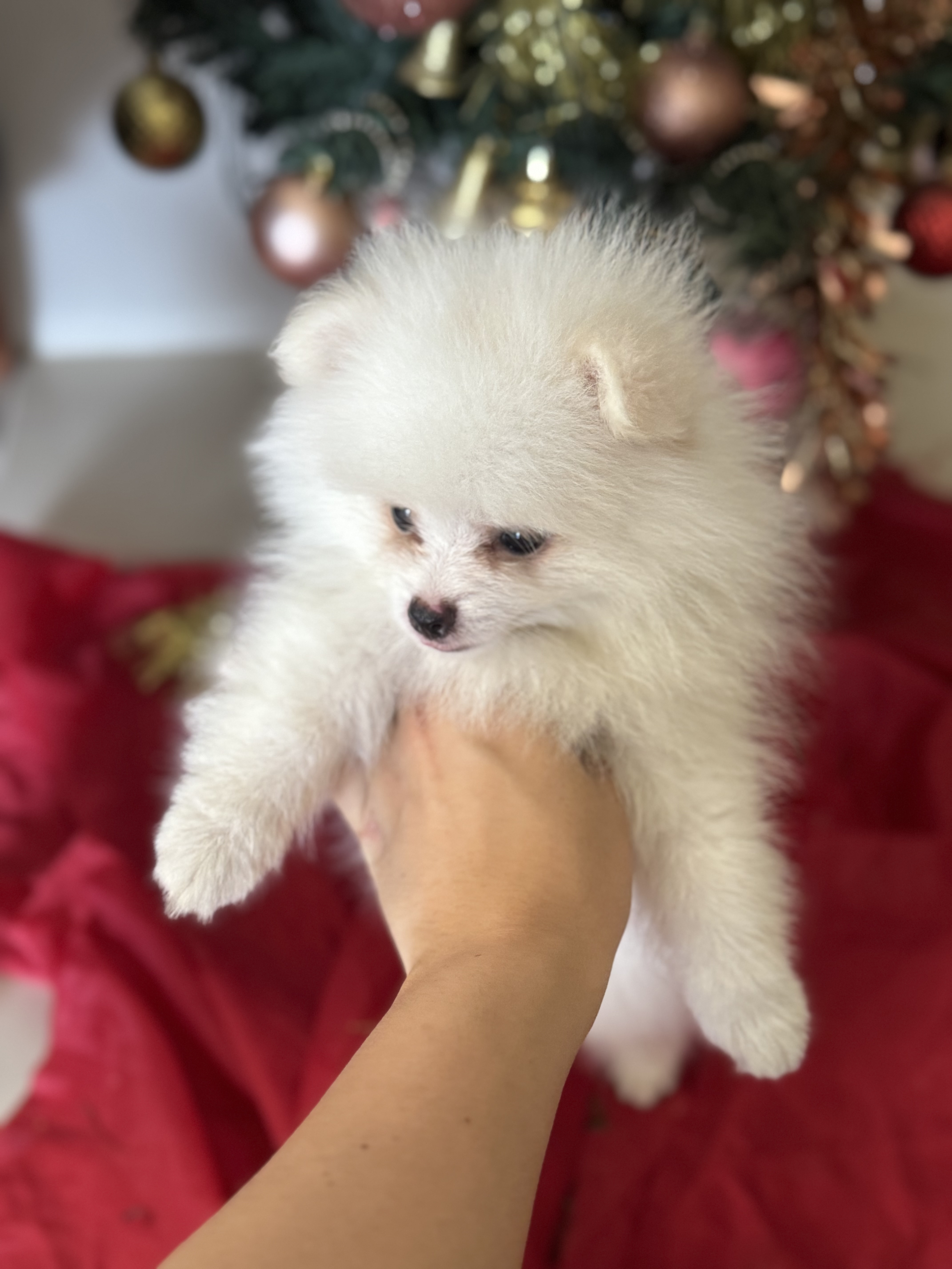 Portal Vendocão Spitz alemão anão - Lulu da pomerânea Caucaia